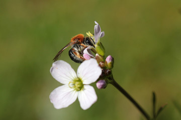 Cute bee at work