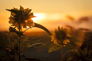 Sun flowers - 167351174