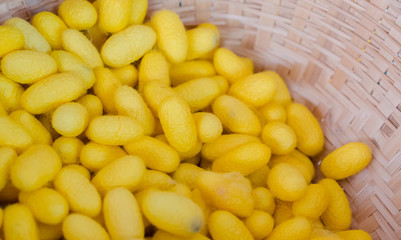Silkworm cocoon