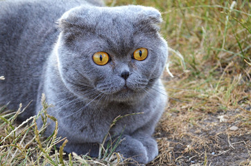 Cat in the field. Gaze