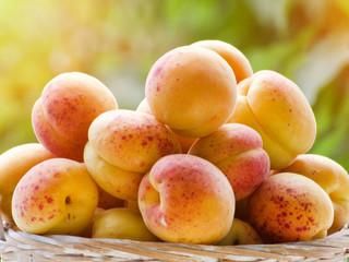 Pile of apricots close-up against the background of green branches, daylight
