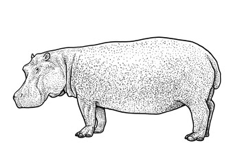 Hippopotamus illustration, drawing, engraving, ink, line art, vector