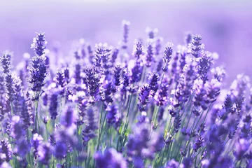 Foto op Plexiglas close-up shot van lavendelbloemen © zea_lenanet