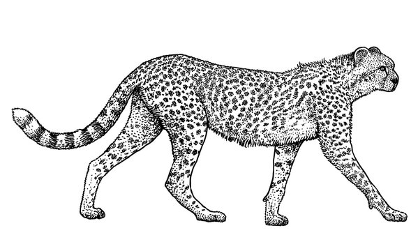 Top more than 117 realistic cheetah sketch