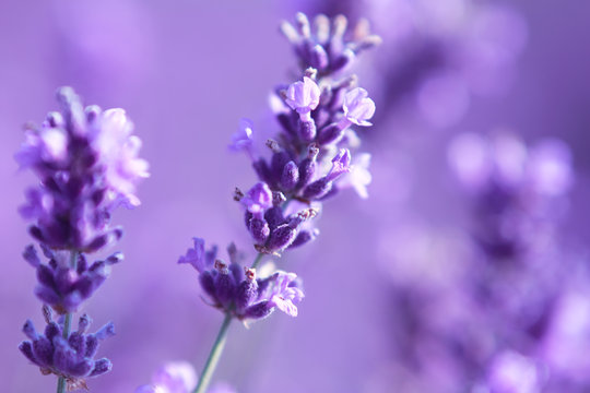 Fototapeta close up shot of lavender flowers