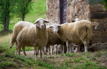 Fototapeta premium Close up view of sheep on a farm, one sheep gazing at camera. Gorski Kotar, Croatia.