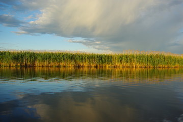nature, landscape, field, grass,green