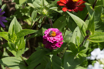 flowers in rural summer garden in german countryside
