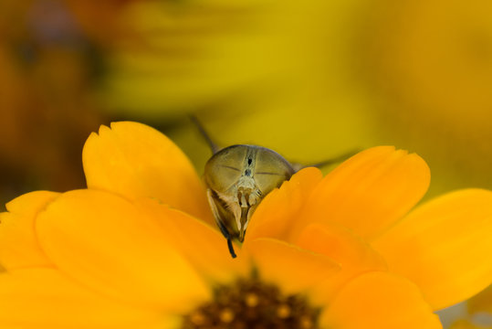 Macro photo of a horsefly on a yellow flower. Faceted eyes