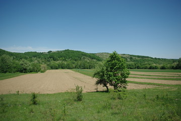 nature, landscape, field, grass,green