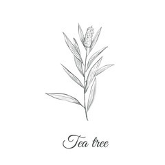 Tea tree sketch branch vector illustration. Tea tree