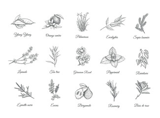 Herbs and spices set. Collection of design sketch plants for the production of aromatherapy, fragrances and essential oils, tea, etc .. Vector illustration. - obrazy, fototapety, plakaty