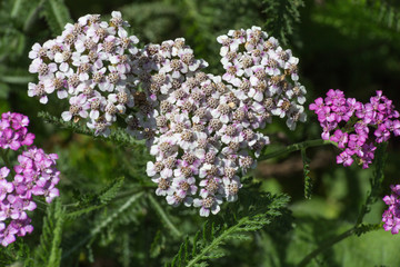 Obraz premium flowers in rural summer garden in german countryside