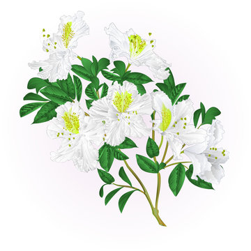 White rhododendron twig with flowers and leaves mountain shrub vintage vector editable illustration hand draw