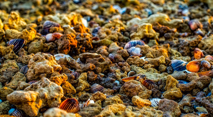 Shells on the beach