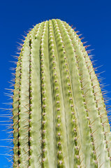 Tall cactus plant against blue sky