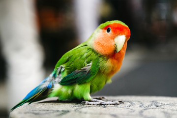 Inseparable bird