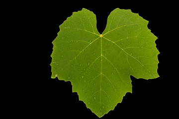 Front view of isolated green textured wet grape leaf on black background.