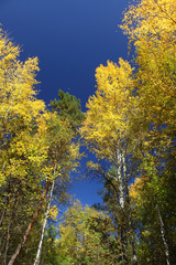 Panoramic landscape with river and autumn forest on the high Bank.