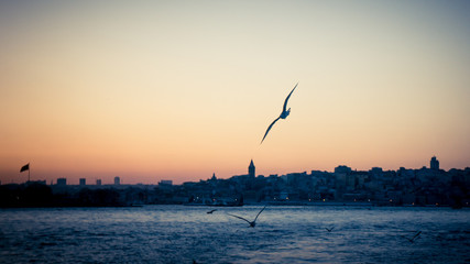 Sunset over Bosphorus and a seagull in focus with Istanbul cityscape