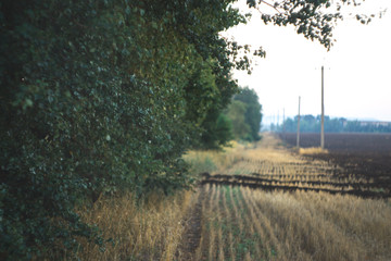 Obraz premium Morning landscape on a field with a blurred background.