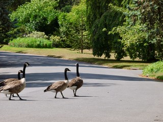Bois de Boulogne/Paris,France