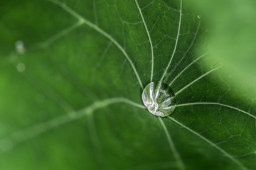 Single leaf of Nasturtium with a single rain drop