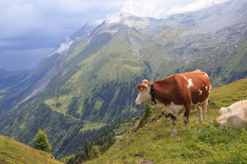 Fototapeta na wymiar Alpine brown cow on green meadow, Austria