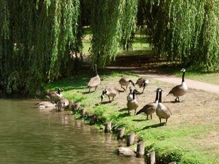Fototapeta premium Bois de Boulogne/Paris,France