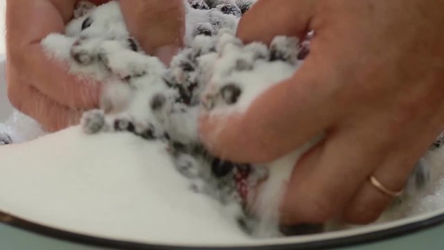 Mixed blackurant with sugar