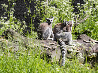 Group Ring-tailed Lemur, Lemur catta, on a large trunk