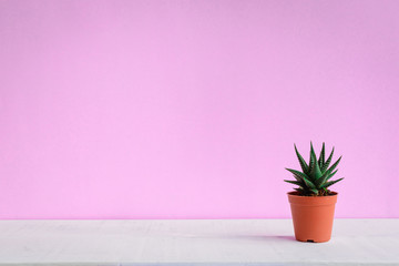 Cactus on the desk with sweet pink walls