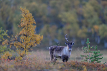 Rentier in Tundra Landschaft, Herbst
