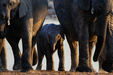 Junger Elefant zwischen Alten Elefanten, Etosha Nationalpark, Namibia