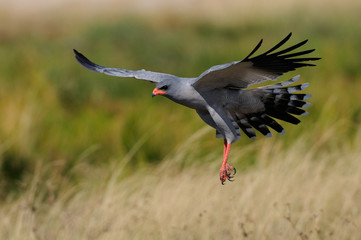 Weißbürzel Singhabicht im Flug, Etosha Nationalpark, Namibia