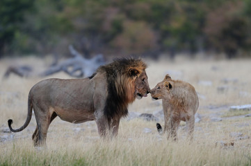 Löwenmännchen, Jung und Alt, Etosha Nationalpark, Namibia