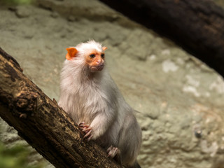 The Silver Marmoset, Callithrix argentata, watches the surroundings
