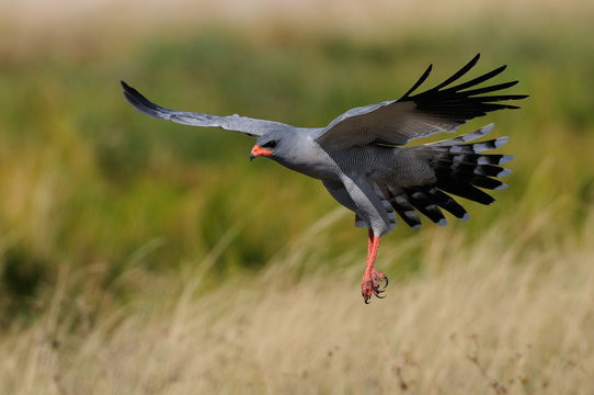 Wei&szlig;b&uuml;rzel Singhabicht im Flug, Etosha Nationalpark, Namibia