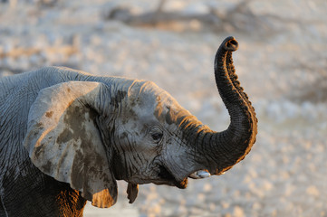 Fototapeta premium Elefant hebt Rüssel, Portrait, Etosha Nationalpark, Namibia,
