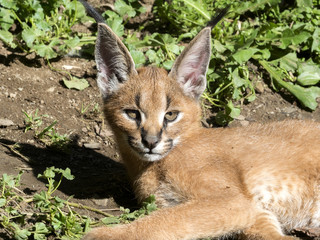 Lying yung Caracal, Caracal caracal