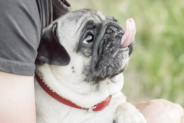 Cute Pug dog sitting on arms trying to lick with tongue the owner