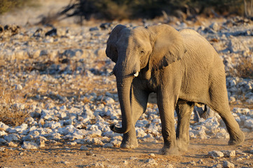Elefant wandert zur Wasserstelle, Etosha Nationalpark, Namibia
