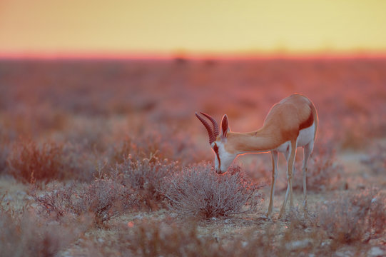 Springbock in der Morgen D&auml;mmerung, Etosha Nationalpark, Namibia