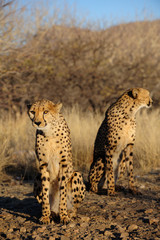 Zwei Geparden, Namibia