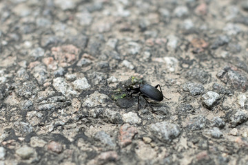 Beetle on a stone road close