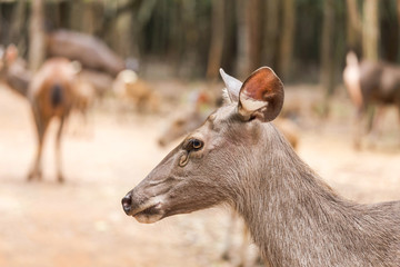 close up young sambar deer(Rusa unicolor, Cervus unicolor) relaxing in natural 