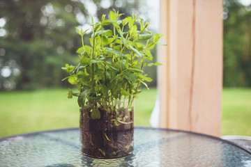 Mint in a glass vase placed on table