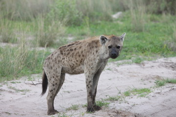 Hyena Kenya Africa savannah wild animal mammal
