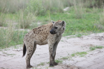 Hyena Kenya Africa savannah wild animal mammal