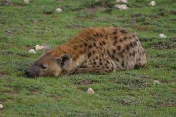 Hyena Kenya Africa savannah wild animal mammal